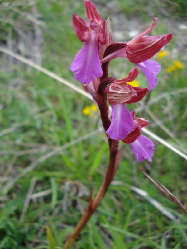 Anacamptis papilionacea / Orchidea farfalla